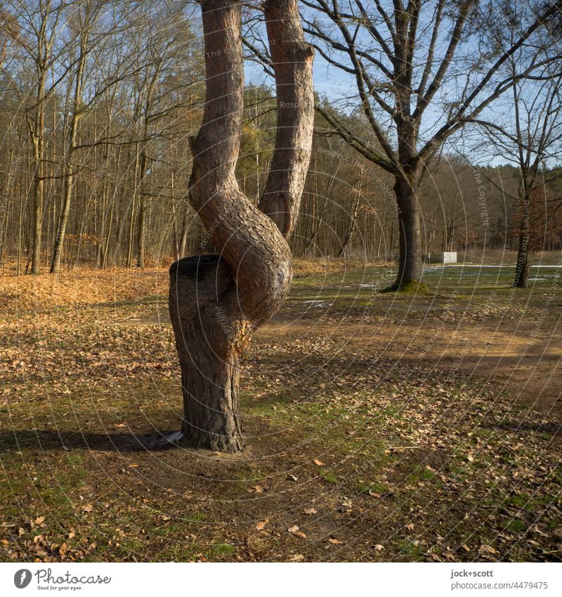 Baum nach der Fällung nicht gestorben sondern neu ausgetrieben Baumstamm Natur Herbst wachsend nachwachsend Laubbaum Umwelt Kraft Regeneration ausgewachsen