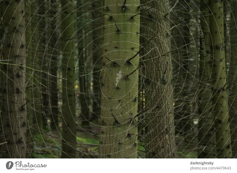 Dicht gepflanzter Wald aus Nordmann Tannen (Abies nordmanniana) in intakter Form, Klimawandel verträgliche Bäume in einer Monokultur der Forstwirtschaft