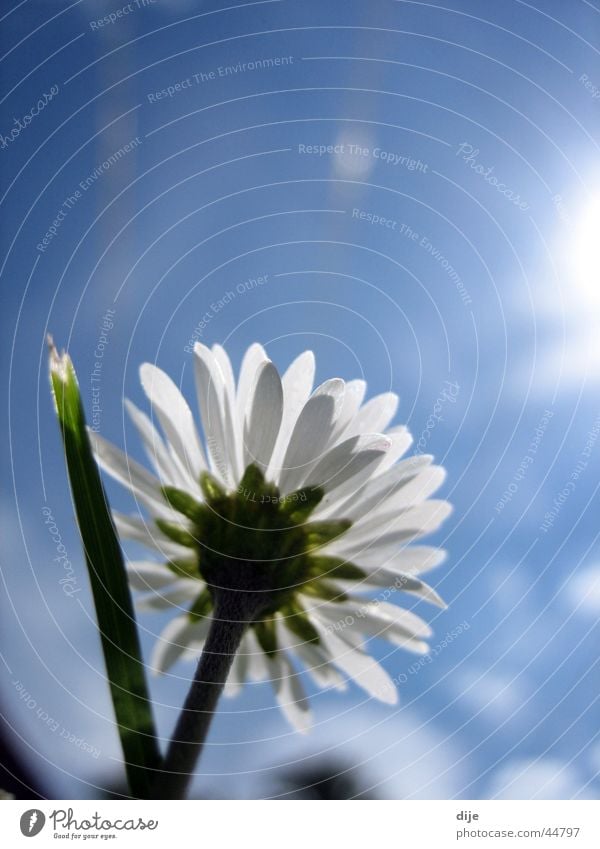 Der Sonne entgegen!! Wiese Gänseblümchen Wolken Gras Halm Frühlingstag Wachstum Blume unten blau Himmel Blühend