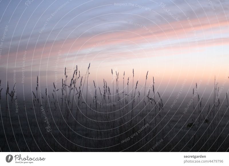 [Teufelsmoor 2021] Bibbern im Busch Moor Natur Naturschutzgebiet Naturerlebnis Naturliebe Naturphänomene Gräser Sonnenaufgang Dämmerung rosa Horizont Landschaft