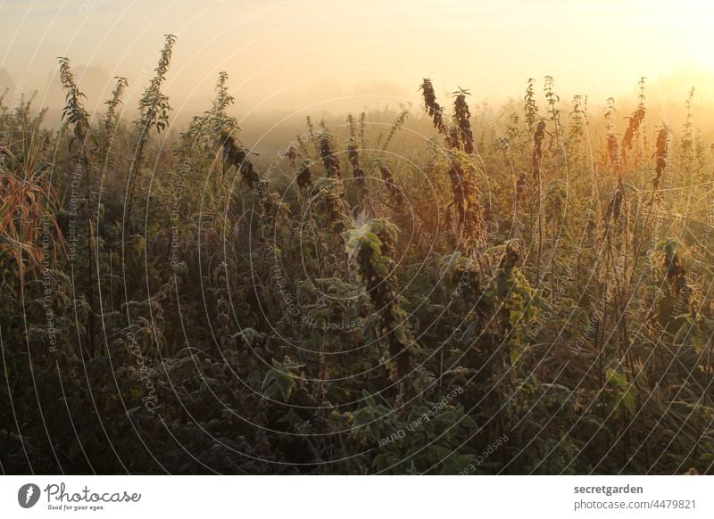 [Teufelsmoor 2021] Burn, Baby burn. Moor Heide Natur Sonnenaufgang Dämmerung Sonnenlicht strahlend Gräser Heidekrautgewächse heiss warm Farbfoto Pflanze Umwelt