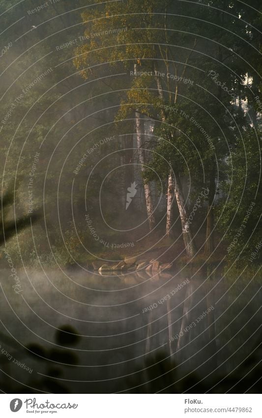 Mystischer morgen im Wald Nebel Sonnenaufgang Natur Umwelt Landschaft See Bäume Ufer Seeufer Schatten Sonnenlicht herbstlich Herbststimmung mystisch Gegenlicht