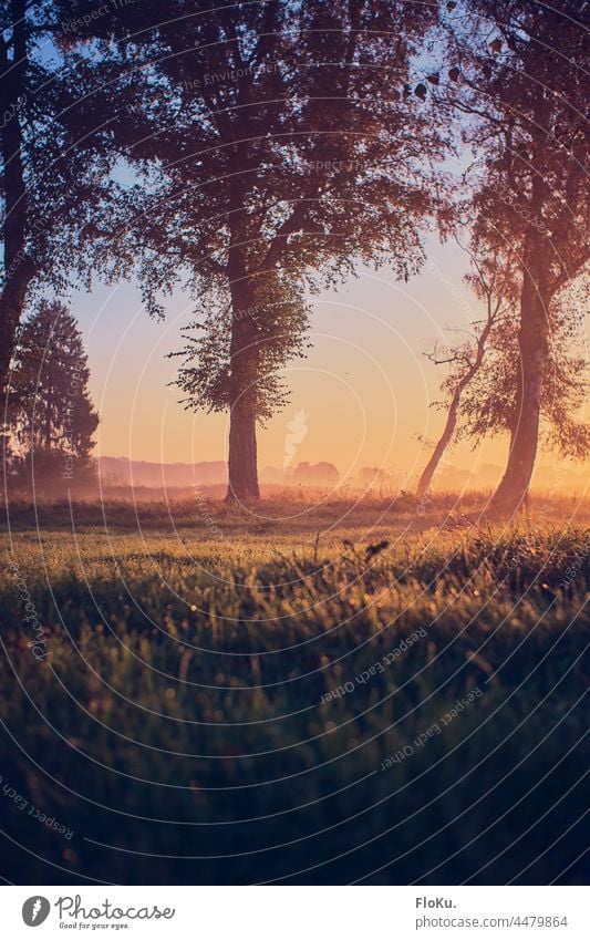 Birken im Morgenlicht bei Sonnenaufgang Herbst Umwelt Natur Landschaft Außenaufnahme Farbfoto Sonnenuntergang Sonnenlicht Baum Licht Sonnenstrahlen Menschenleer