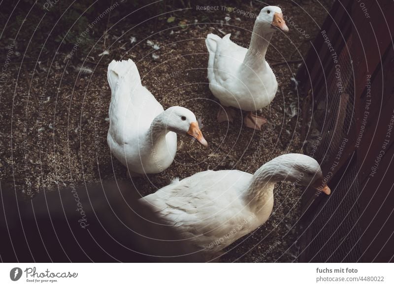 Gänse auf einem Bauernhof Gans Weiß eigezäunt Schnabel Lichtstimmung Vogel Tier Natur weiß Farbfoto Feder Vögel Umwelt Federvieh Tierhaltung