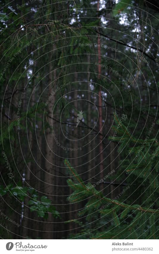 Dunkler Wald Bäume Farbfoto Natur Außenaufnahme grün Menschenleer ruhig natürlich Dunkel