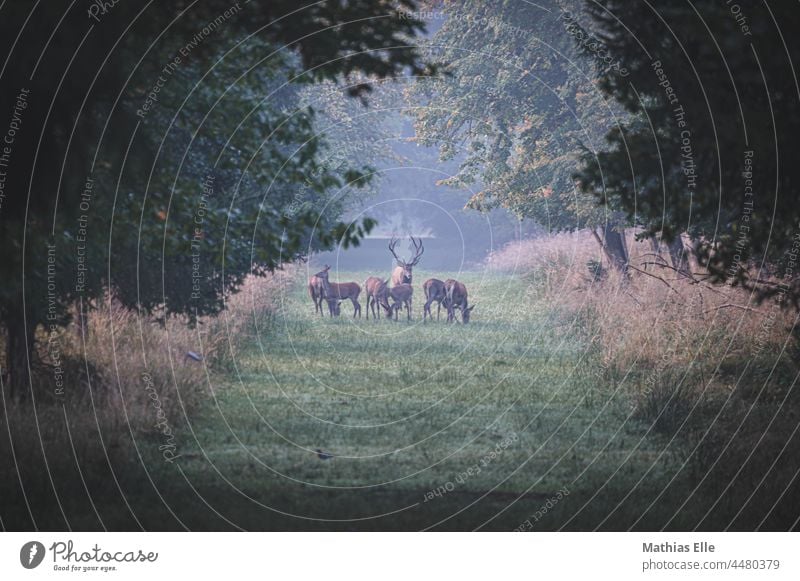 Hirsch bei der Brunft auf einer Lichtung mit anderem Rotwild Natur Geweih Sommer nordisch grüne Idylle Säugetier Edelhirsch Schwache Tiefenschärfe saftiges Grün