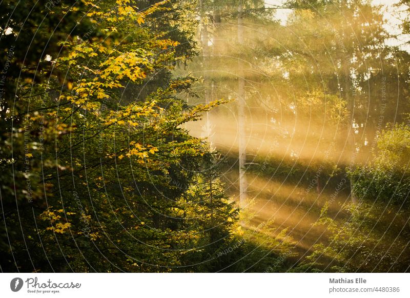 Morgensonne scheint durch den Wald Natur Lichteinfall Mystisch natürliche Farbe Unschärfe romantisch Außenaufnahme Schönes Wetter Schöpfung Erde Nebel Farbfoto