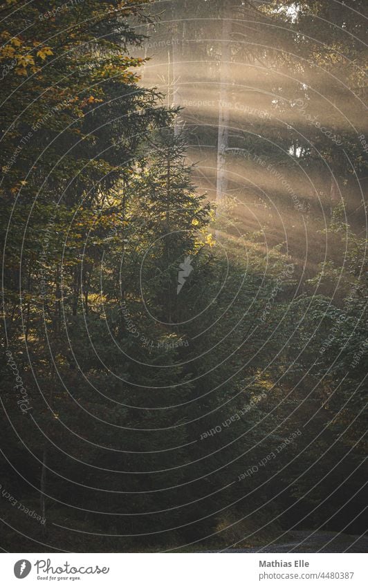 Sonnenstrahlen im Wald Umwelt Baum Stimmungsbild im Licht stehen Farbfoto hübsch Follow-up Tourismus friedlich Schönes Wetter Waldstimmung Unschärfe Schatten