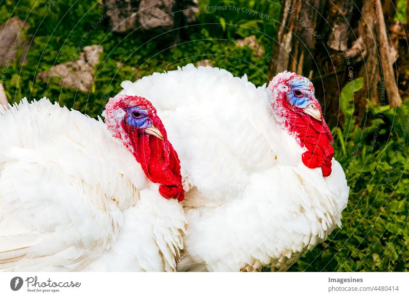 Weiße Truthähne Landwirtschaft Tier Tierkopf Tierthemen Tierwelt Schnabel Vogel Karunkel Hühnerstall Weihnachten Nahaufnahme Hahn Haus- Haustiere Auge Gesicht