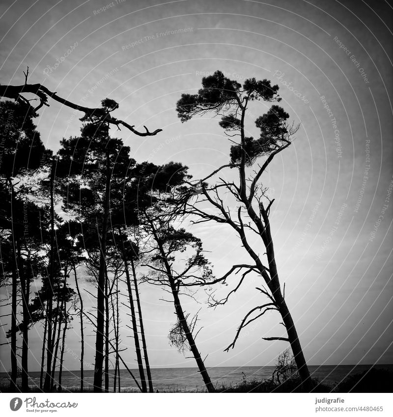 Bäume am Weststrand Landschaft Wind Darß Fischland-Darß-Zingst Wald Strand Küste Meer Baum Windflüchter Schwarzweißfoto Ostsee Wasser Natur Meeresufer Himmel