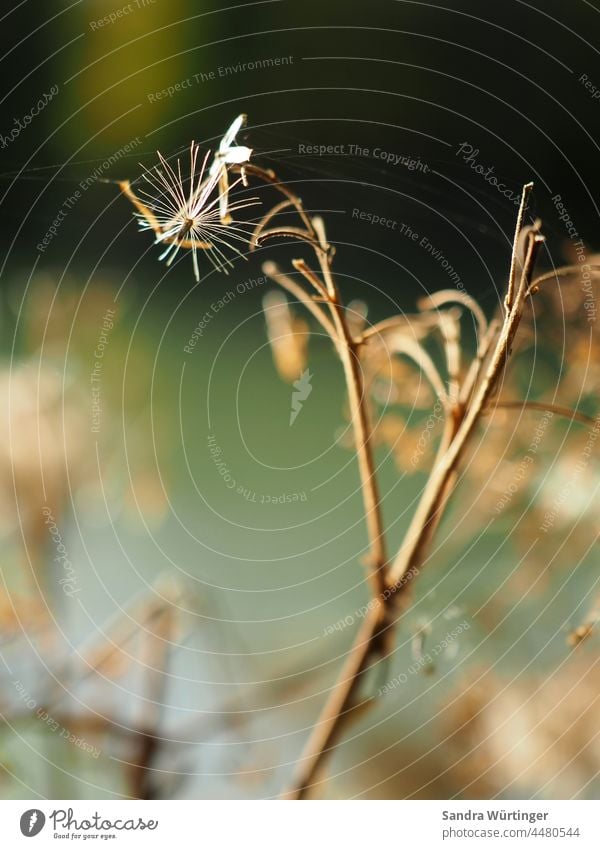 Kleiner trockener Strauchast im Herbst Herbststimmung Natur Ast Pflanze Außenaufnahme Macro Detailaufnahme Schwache Tiefenschärfe Nahaufnahme Umwelt Tag