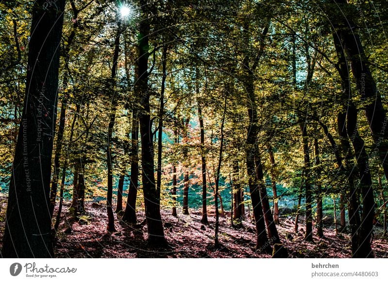 tief aus dem walde komm ich her Klimawandel Holz Pflanze Umweltschutz Forstwirtschaft Bäume Baumstamm Natur Landschaft Farbfoto Wald Außenaufnahme Laubbaum