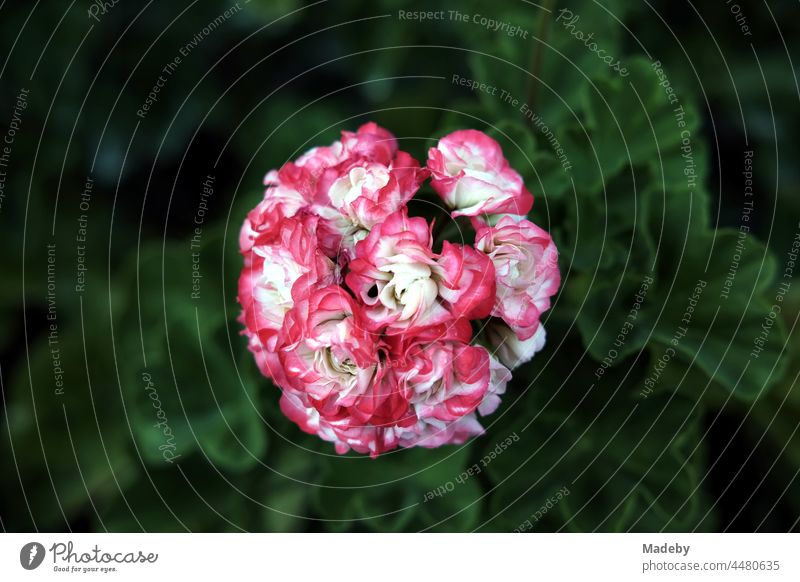 Geranie oder auch Perlargonium mit Blüten in Weiß und Rosé in einem Bauerngarten im Sommer in Rudersau bei Rottenbuch im Kreis Weilheim-Schongau in Oberbayern