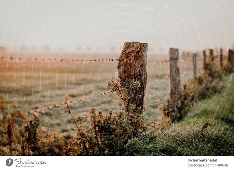 Weidezaune Sonnenaufgang Zaun Zaunpfahl Stacheldraht Stacheldrahtzaun Menschenleer Außenaufnahme Farbfoto Wiese herbstlich frisch Tau Herbst Morgentau Gras