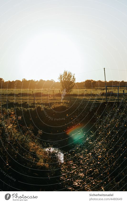 Sonnenuntergang im Herbst Sonnenstrahlen Sonnenspiegelung Lichtreflexion Graben Mücken Außenaufnahme Sonnenlicht Menschenleer Gegenlicht Natur Schönes Wetter