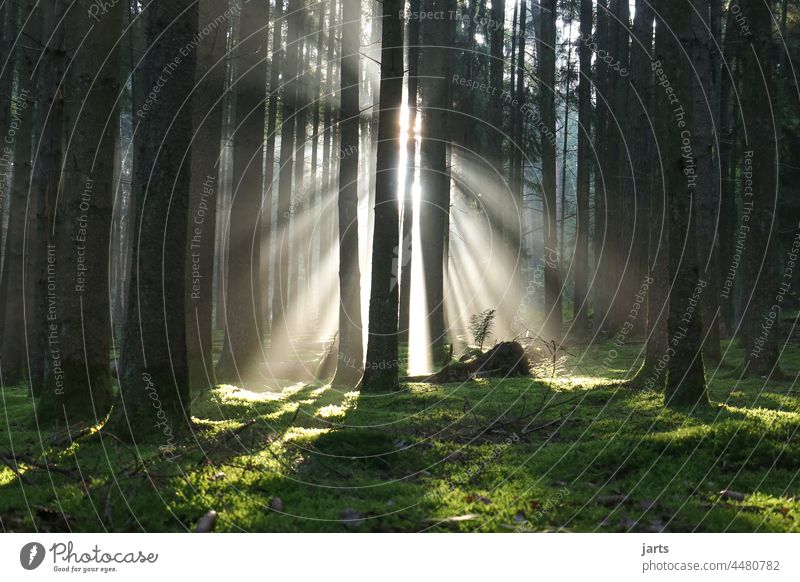 Herbstlicher Sonnenaufgang im Wald Sonnenstrahlen Licht Nebel Tannen Spessart Baum Außenaufnahme Natur Farbfoto Sonnenlicht Morgen Umwelt Menschenleer Schatten