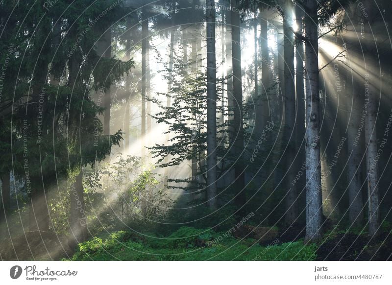 Herbstlicher Sonnenaufgang im Spessart Sonnenstrahlen Licht Nebel Wald Tannen Baum Außenaufnahme Natur Farbfoto Sonnenlicht Morgen Umwelt Menschenleer Schatten