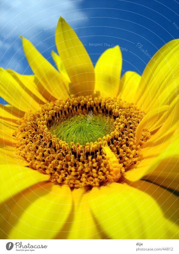 Sonnenblumendetail Sommer Blume gelb grün Wolken Blatt blau Blühte Blühend Detailaufnahme Himmel