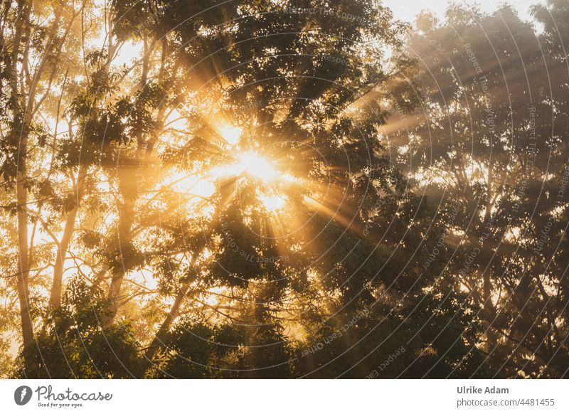 UT Teufelsmoor l Sonnenstrahlen harmonisch Erholung Gegenlicht Morgen Herbst Deutschland Ferien & Urlaub & Reisen romantisch Baum mystisch Trauer Landschaft