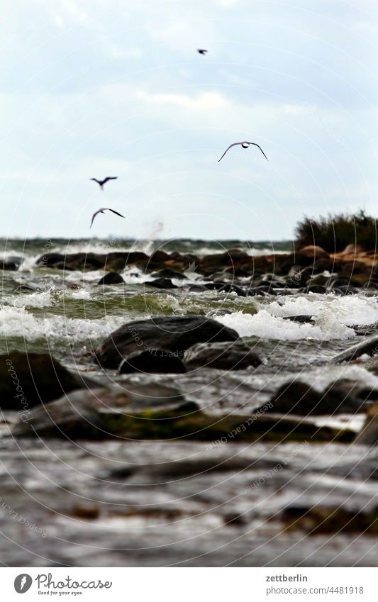 Wellen und Möwen baabe baltikum bodden ferien groß zicker göhren herbstferien herbsturlaub klein zicker küste küsten meck-pomm mecklenburg