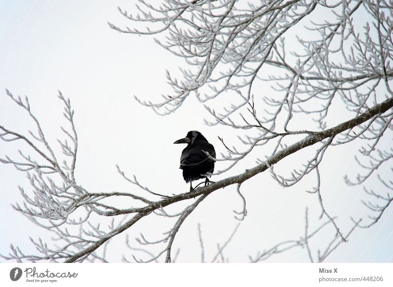 Winterkrähe schlechtes Wetter Eis Frost Schnee Baum Wildtier Vogel 1 Tier trist schwarz Stimmung Trauer Tod Wintertag Winterstimmung Krähe Rabenvögel Aaskrähe