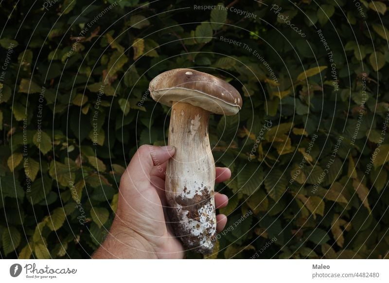 Eine Hand mit einem Steinpilz mit grünem Hintergrund Steinpilze braun Wald natürlich Natur weiß wild Herbst essbar Lebensmittel Pilz organisch frisch roh Ernte