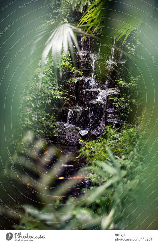 Jungle Umwelt Natur Landschaft Pflanze Sträucher See natürlich grün Urwald Farbfoto Außenaufnahme Menschenleer Tag Schwache Tiefenschärfe