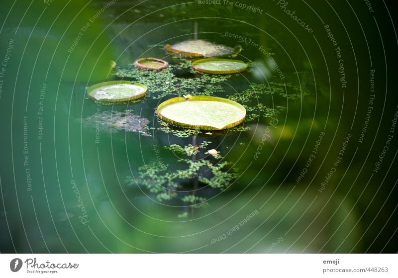 Landeplatz Umwelt Natur Pflanze Sträucher Blatt Grünpflanze exotisch Teich natürlich grün Seerosenblatt Farbfoto Außenaufnahme Detailaufnahme Menschenleer Tag