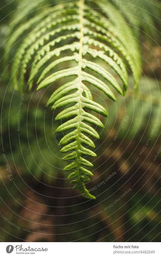 Farn im Wald Grün Natur Farbfoto Schwache Tiefenschärfe Nahaufnahme Wachstum natürlich Wildpflanze Farnblatt Grünpflanze Botanik Detailaufnahme Echte Farne