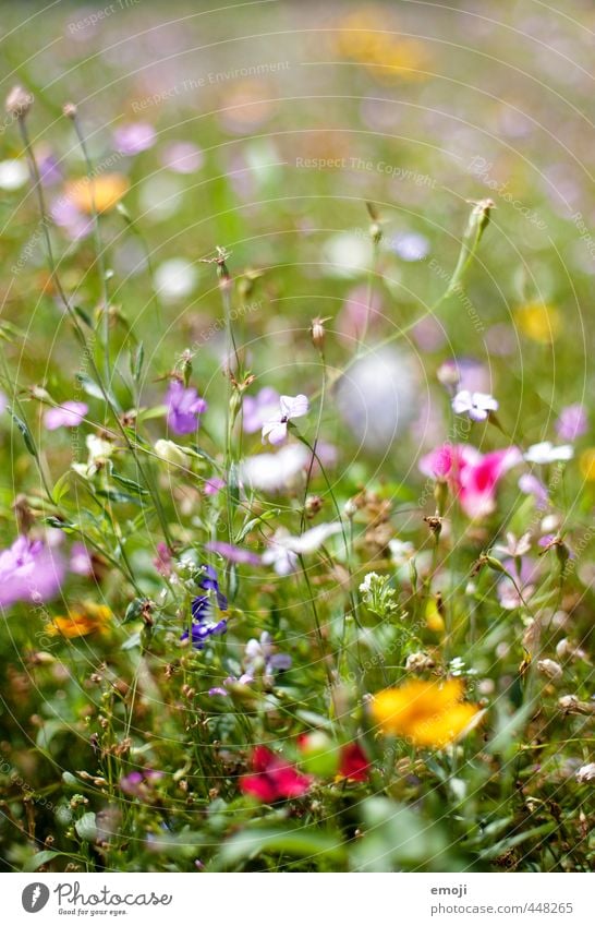 Wiese Umwelt Natur Pflanze Sommer Blume Gras Garten Park natürlich grün Farbfoto mehrfarbig Außenaufnahme Nahaufnahme Makroaufnahme Menschenleer Tag