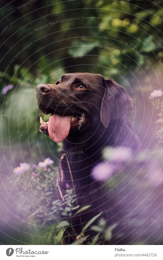 Labrador im Blumenfeld Hund Tier Haustier Säugetier Außenaufnahme Natur schwarz grün Tierporträt Fell Retriever Gras Farbfoto Braun Schokobraun Zunge niedlich