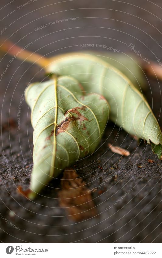 Herbstblätter Herbsblatt Grünpflanze natürlich Farbfoto Herbslich trocken Nahaufnahme Außenaufnahme Umwelt Natur Pflanze Blatt Vergänglichkeit dünn