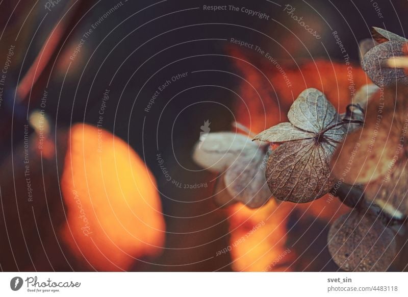 Trockene braune Hortensienblüten und goldene Blätter im Freien im orangefarbenen Sonnenlicht. trocknen Blume Blatt Pflanze fallen Licht Herbst Trockenblume