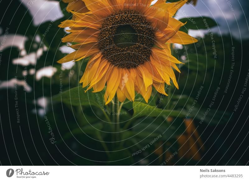 in die Augen sehen Ackerbau schöne Blumen Schön-Sonnenblume Schönheit Überstrahlung Blüte blau hell Fröhlichkeit übersichtlich Nahaufnahme-Sonnenblume