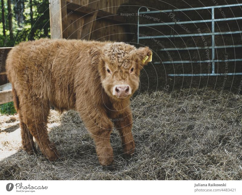 Baby Hochland Rind Kalb Hochlandrind Kuh Tier Außenaufnahme Nutztier Schottisches Hochlandrind braun 1 Horn Farbfoto Tag Tierporträt Fell Menschenleer Blick