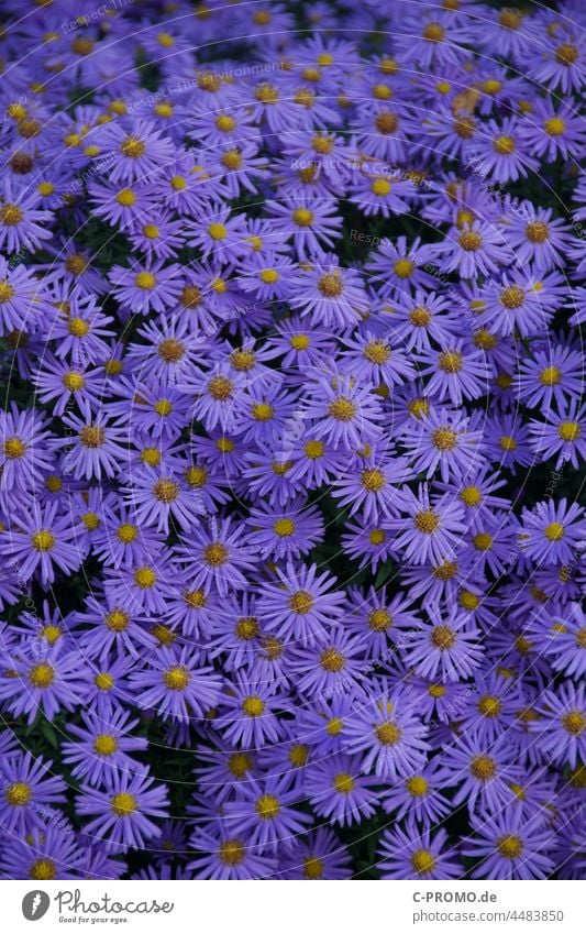 Astern Blütenmeer Garten Korbbütler Pflanze Blumen Natur gelb lila Herbst