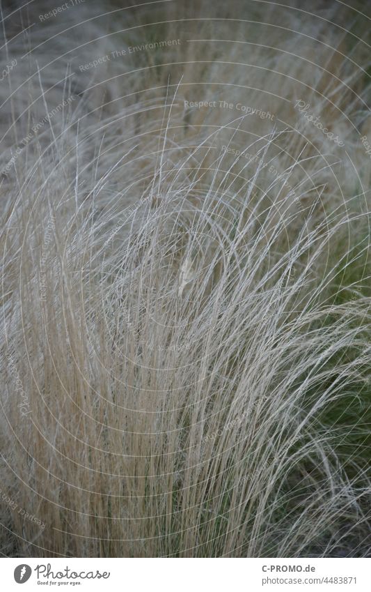 Dünengras Strand Natur beige braun grün