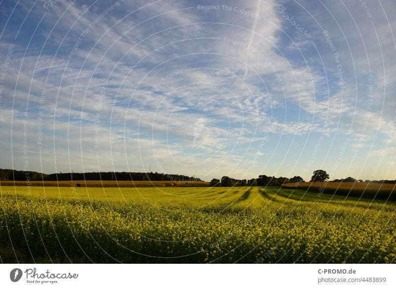 Landschaft mit Rapsfeld Herbst Bäume Himmel Wolken Felder Ackerbau blühen Rapsblüte