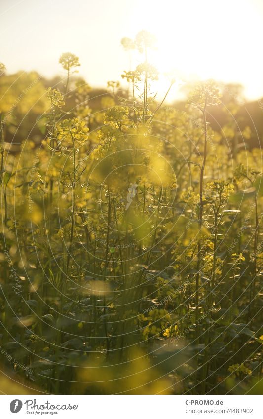 Rapsfeld im gegenlicht Herbst Ackerbau blühen Rapsblüte Gegenlicht Sonnenlicht