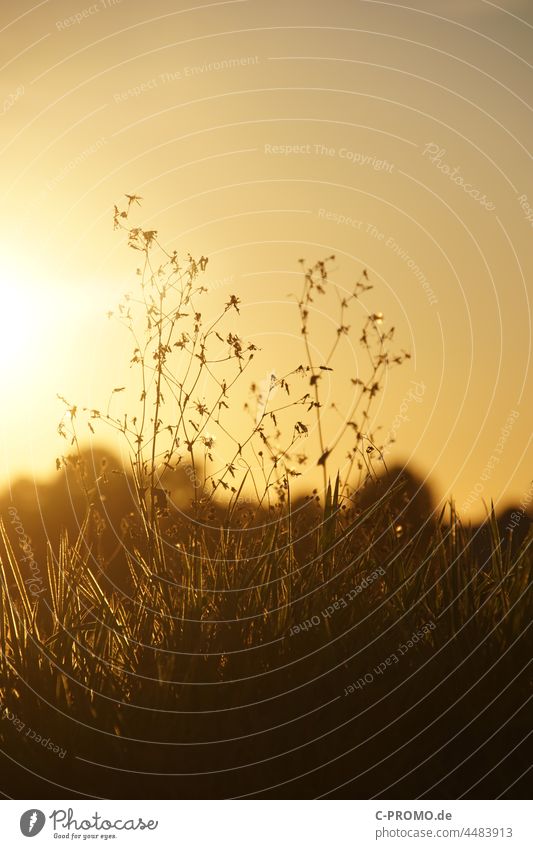 verblühte Gräser am Feldrand im Gegenlicht Herbst Sonnenlicht Lichtstimmung