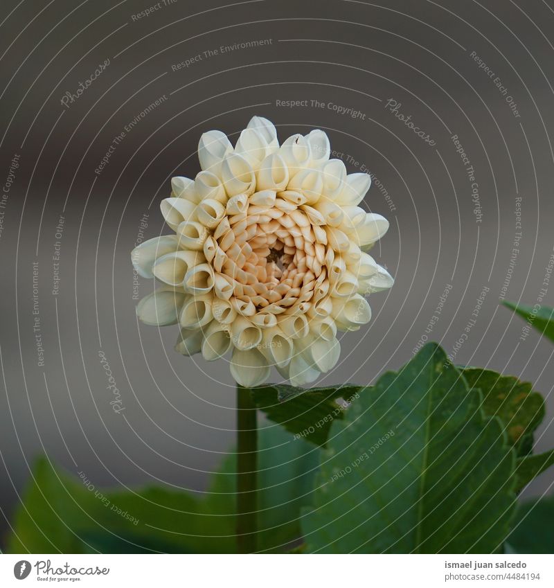 romantische gelbe Blume im Garten im Frühling Blütenblätter Pflanze geblümt Flora Natur natürlich dekorativ Dekoration & Verzierung Schönheit Zerbrechlichkeit