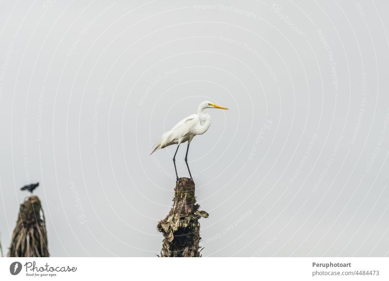 Silberreiher Egretta alba bei der Durchquerung von Mangroven in den Villa-Sümpfen in Lima Tier Reiher Tierwelt Mangrovenwälder Vogel Bäume Wasser Paar Natur