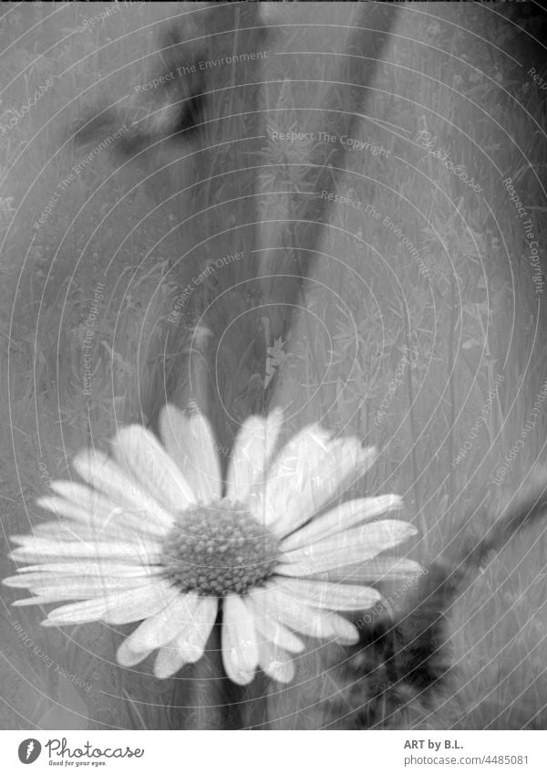 Das Blümchen von damals... blume blümchen gänseblümchen schwarz und weiß natur hintergund wohnen deko wandschmuck farblos monocrom fotomontage