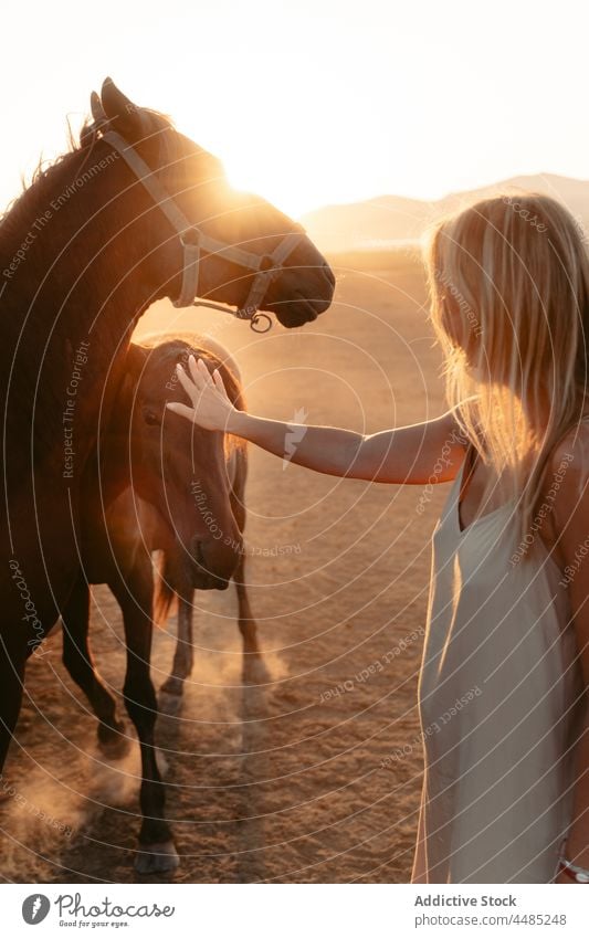 Frau streichelt Fohlen in der Nähe von Pferd im Feld Kraulen Streicheln Tier Natur Landschaft Viehbestand Sommer blond Lifestyle Truthahn Säugetier Weide