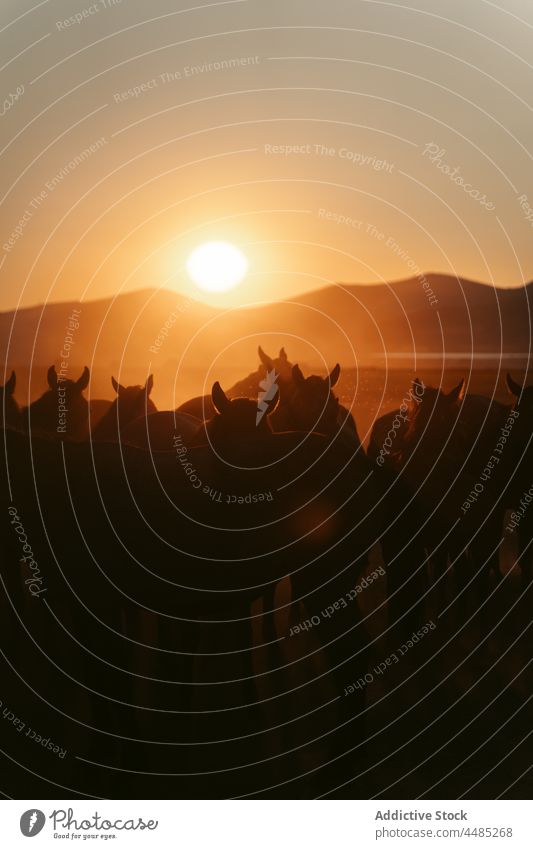 Pferde auf dem Lande an einem sonnigen Tag Viehbestand pferdeähnlich Hengst Tier Pflanzenfresser Säugetier Landschaft Feld Natur Berge u. Gebirge Weide Umwelt