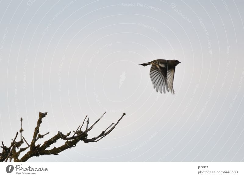 Flieger Umwelt Natur Tier Schönes Wetter Wildtier Vogel 1 blau grau fliegend Zweig Fink Farbfoto Außenaufnahme Menschenleer Textfreiraum oben Abend