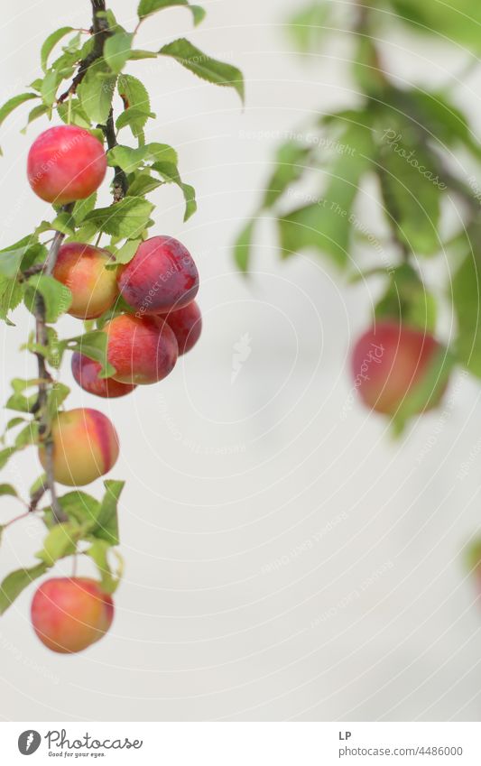 Früchte auf einem Zweig Sommer saisonbedingt Saison roh organisch Natur natürlich Blatt saftig Gesundheit Ernte Gartenarbeit Frucht Frische frisch Lebensmittel