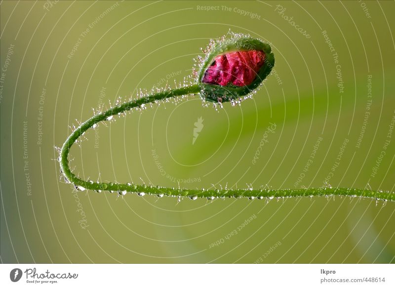 in grünem Hintergrund und Tropfen Garten Natur Blume Blatt Blühend wild braun rosa rot schwarz Hundsrose rosacee Leguminose Weiß-Klee Bleichgesichter Nigrescens