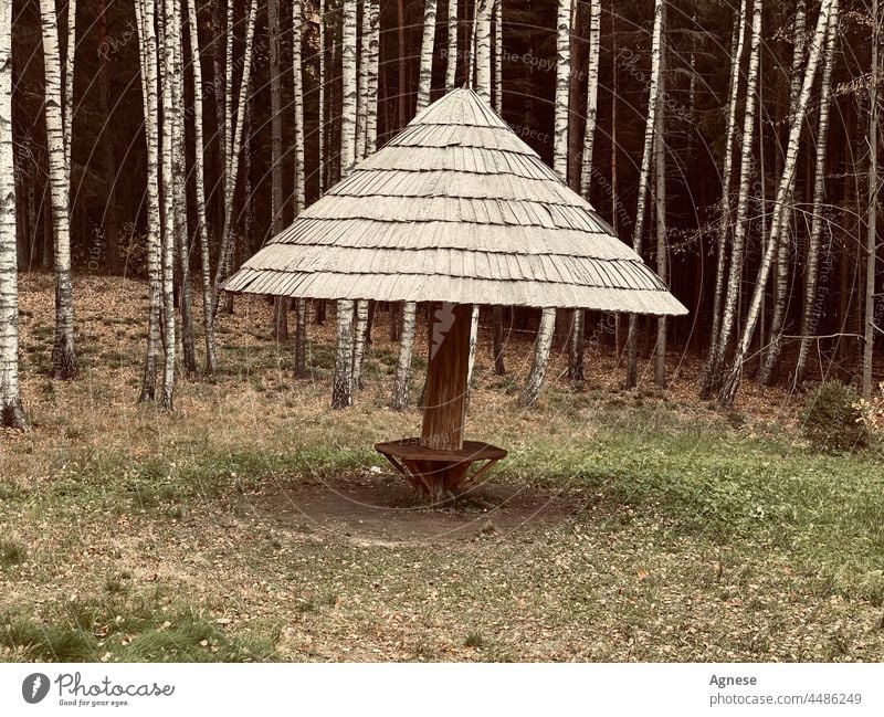 Laube im Wald Holz hölzern Märchen Birke Birkenwald Herbst fallen herbstlich Forstwirtschaft