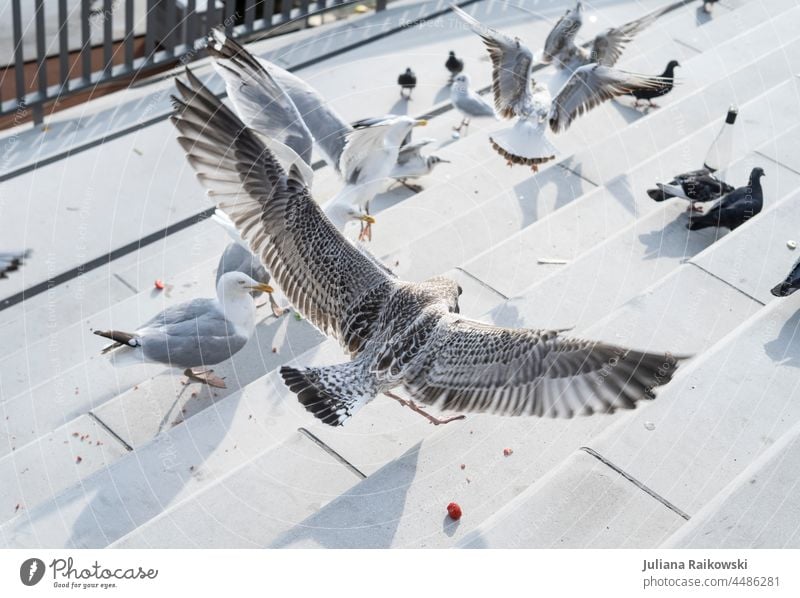 Landende Möwe mit weit ausgebreiteten Flügeln Vogel Meer fliegen Möve Freiheit Feder Tier Natur frei Küste Ostsee Ferien & Urlaub & Reisen Nordsee Sommer Luft